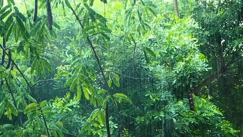 Rain falling down in the tropical green forest Stockbeeldmateriaal 91431776