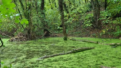 Rain Falling on Duckweed Pond in Forest | Peaceful 4K Nature Scene Stock Footage 318844185