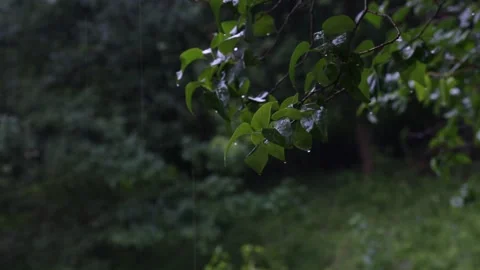 Rain Falling On Elder (sambucus L.) Leav 