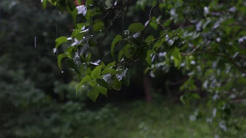 Rain falling on elder (Sambucus L.) leaves. Stock Footage 158300987