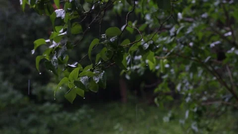Rain falling on elder (Sambucus L.) leaves. Stock Footage 158301053