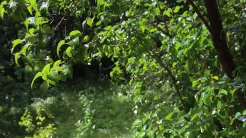 Rain falling on elder (Sambucus L.) leaves. Vidéo 158301095