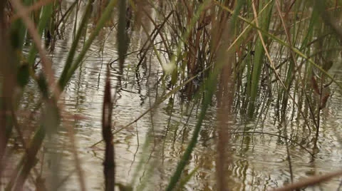Rain Falling on Everglades Shallow Water Stock Footage 26742851