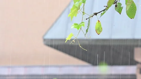 Rain falling from fall leaves with a city building at the background Stock Footage 140032409