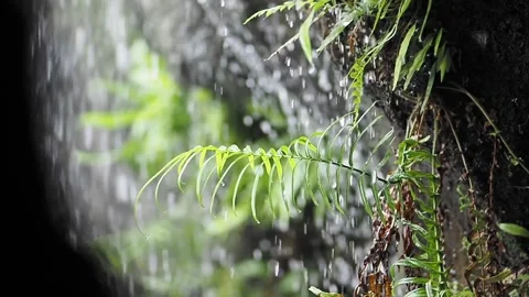 Rain falling on ferns near a rocky area in nature Stock Footage 341908691