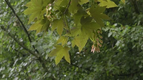 Rain Falling on Field Maple Leaves and Seeds - 4K Slow Motion Shot Stock Footage 336692910
