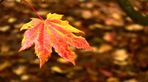 Rain falling on a fiery Autumn leaf. HD 1080i Stock Footage 489369