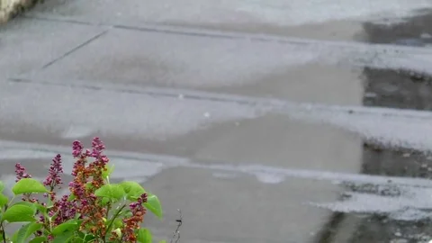 Rain falling on a flat rooftop, plant with red blossoms and green leaves, wind Video stock 76783814