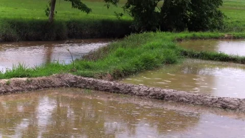 Rain falling on flooded agricultural fields during monsoon season Video stock 336532957