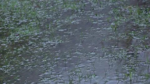 Rain falling on flooded grass Stock-Footage 71391724
