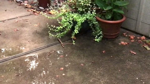 Rain Falling on a Flower Pot on a Patio Stock Footage 79111039