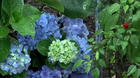 Rain falling on the flowers Vídeos de archivo 34829718