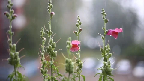 Rain falling on flowers Stock Footage 90304965