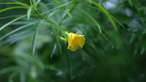 Rain is falling on the flowers. Stock Footage 346281647