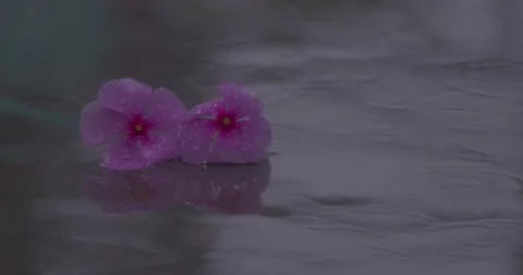 Rain Falling on flowers in ground Slow Motion Stock Footage 219452572