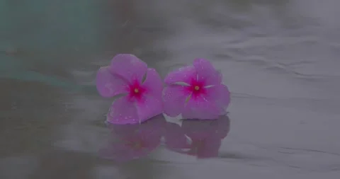 Rain Falling on flowers Slow Motion Stock Footage 219452740