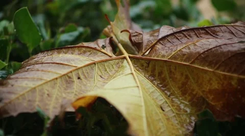 Rain falling on Foliage and Leaf Stock Footage 44031692
