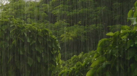 Rain falling Video stock 526481