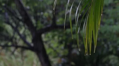 Rain is falling Stock Footage 10853965