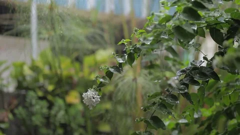 Rain falling Stock Footage 74907075