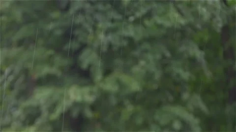 Rain falling in foreground, green treetops in blurred background, slow motion. Stock-Footage 53754599