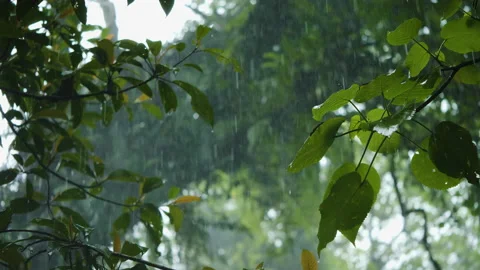 Rain Falling in Forest Canopy, Bali  50fps Stock Footage 147311065