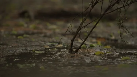 Rain Falling in the Forest Stock Footage 103316967