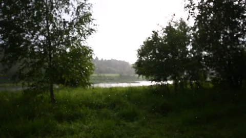 Rain falling in forest Stock Footage 105100846