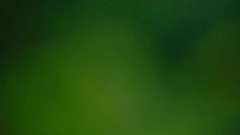 Rain falling in the forest Stock Footage 138453905