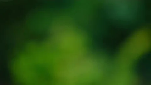 Rain falling in the forest Stock Footage 138454036