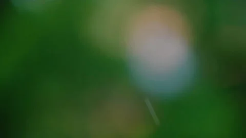 Rain falling in the forest Stock Footage 138454108