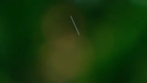 Rain falling in the forest Video stock 138454215