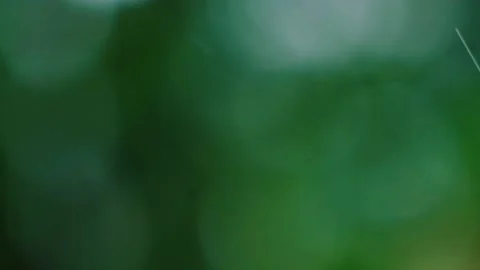 Rain falling in the forest Stock Footage 138454236