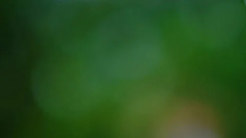 Rain falling in the forest Stock Footage 138454412