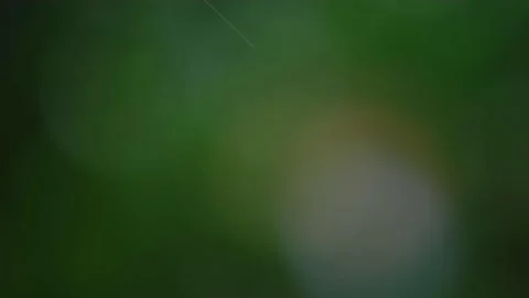 Rain falling in the forest Stock Footage 138454425