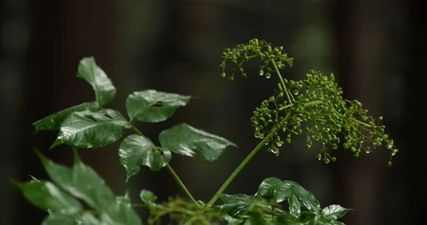 Rain falling in forest Stock Footage 238866078