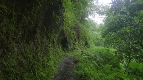 Rain falling on a forest hiking trail, in Indonesia Stock Footage 223320173