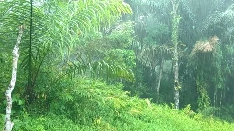 Rain Falling in Forest with Misty Atmosphere Stock Footage 331711356