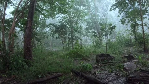 Rain falling in the forest, nature in the forest during the rainy season Video stock 337285173