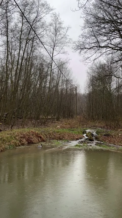 Rain falling on forest pond and stream Stock Footage 305115915