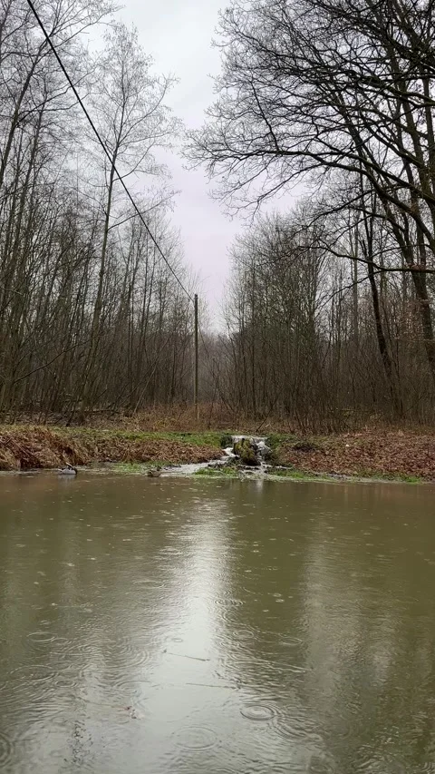 Rain falling on forest pond and stream Stock Footage 305115916
