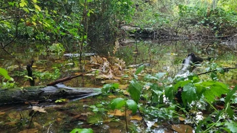 Rain Falling on a Forest Pond Surrounded by Lush Green Trees Stock Footage 318948723