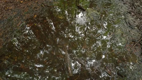 Rain Falling on Forest Puddle with Tree Reflection, Relaxing Nature Background Stock Footage 316965711