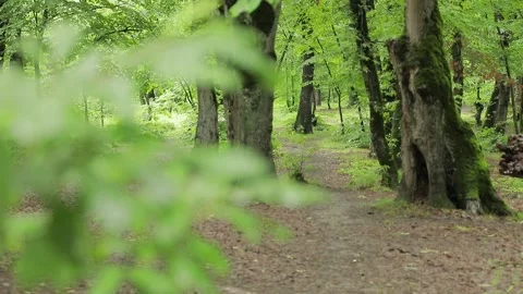 Rain Falling on Forest Shrub — Rack Focus with Natural Rain Sound Stock Footage 345460599