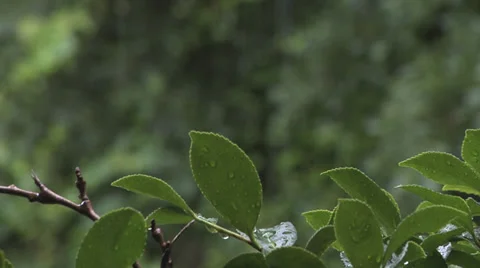 Rain Falling Frame 1 스톡 동영상 27432143