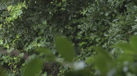 Rain Falling Frame 2 스톡 동영상 27423396