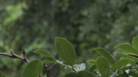 Rain Falling Frame Rack 4 스톡 동영상 27422630