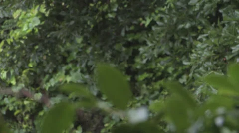 Rain Falling Frame Soft 1 스톡 동영상 27420590