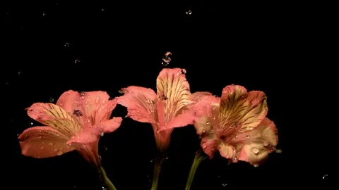 Rain falling on fresh flowers in slow motion against black background Stock Footage 81231265