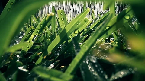 Rain Falling on Fresh Green Grass with Water Droplets, Close Up 動画素材 347813971
